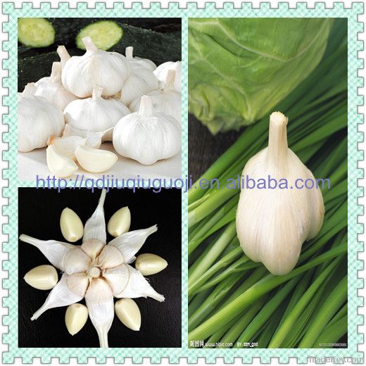 Hot Chinese fresh garlic