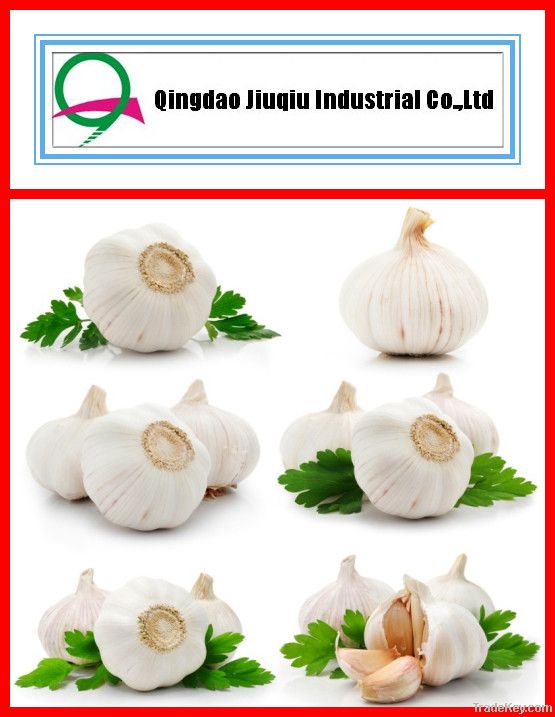 new crop fresh garlic