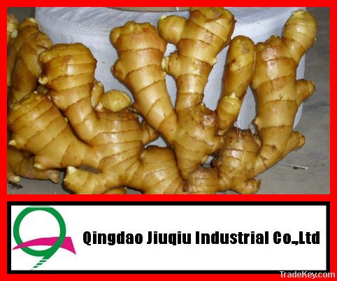 2012 China fresh crop big ginger