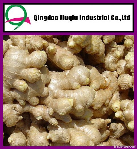 2012 China fresh crop big ginger