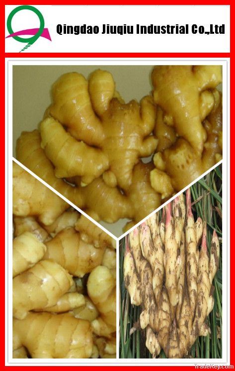 Sell High quality Air Dried Ginger from China