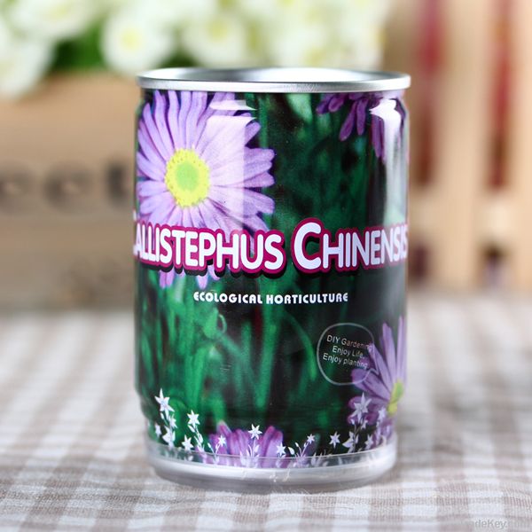 Canned flower with China aster