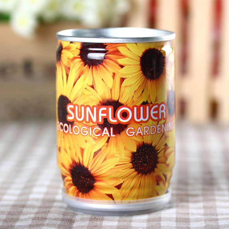 indoor home garden with sunflower