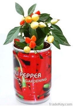Canned plants with Chili Pepper
