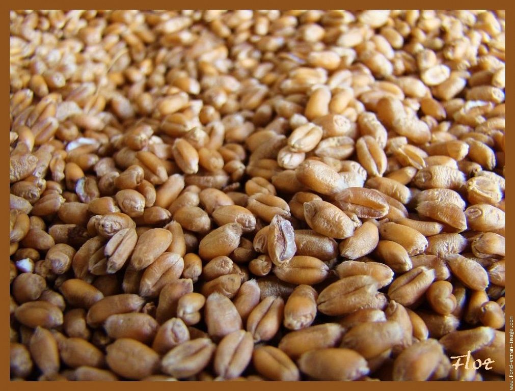 wheat seeds