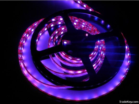 CE&RoHS  Led Strip Lighting