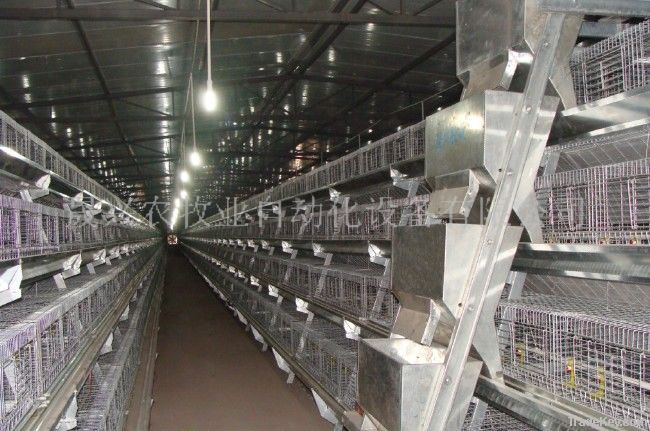 automatic young chicken cage for sale