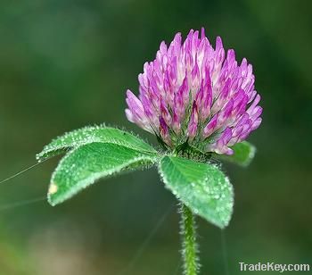 Red clover total isoflavones