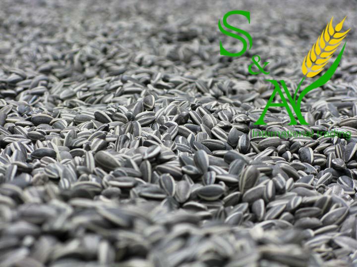 Sunflower Seeds | Sunflower Black Stripes