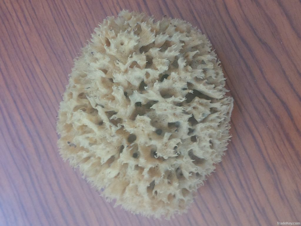 Natural Sponge