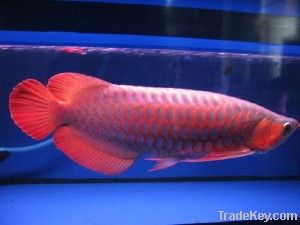 ASIAN RED, RTG, SUPER RED, CHILI RED, GOLDEN X BACK AROWANAS FOR SALE