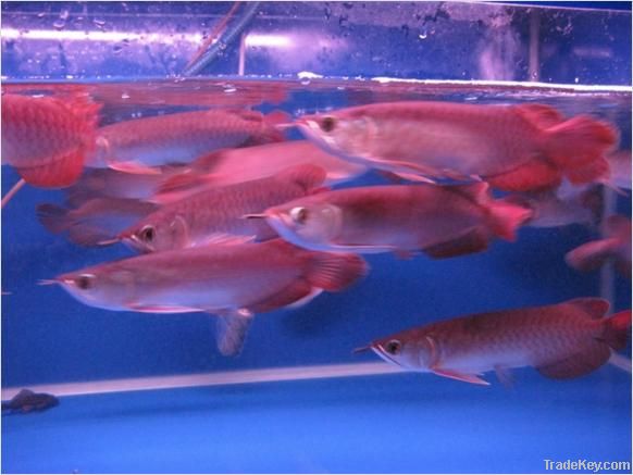 Super red arowana fishes for sale