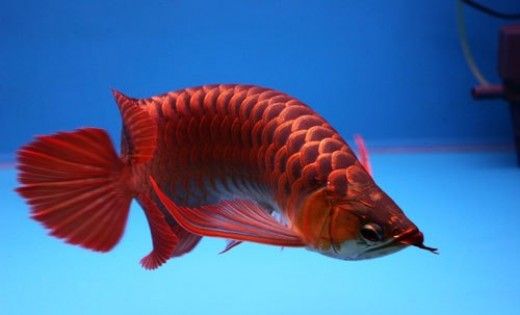 Attractive super red arowana fish for sale and many others for sale
