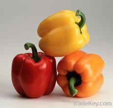 RED PEPPER, YELLOW PEPPER AND ORANGE PEPPER.