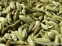 Fennel Seeds