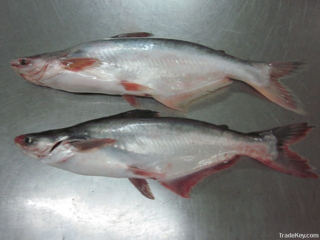 Pangasius whole round