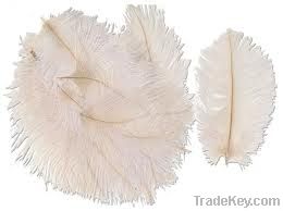 ostrich feather