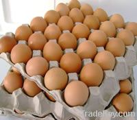 Fresh Eggs