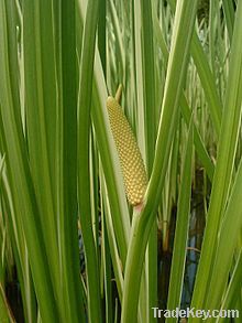 Calamus Oil