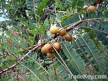 Embelica Officinalis (Amla)