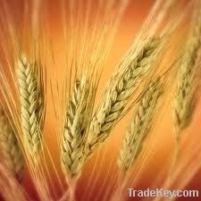High class durum wheat, gluten: 26%+