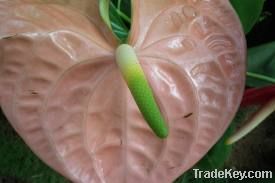 Anthurium