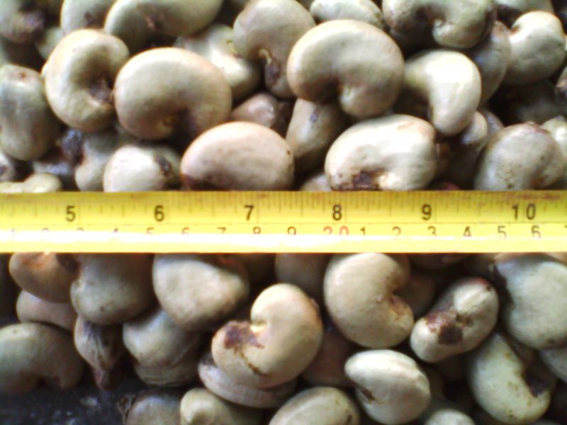 Indonesian Raw Cashew Nuts In Shell (RCN)