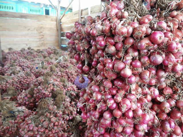 Fresh Red Onion from Indonesia