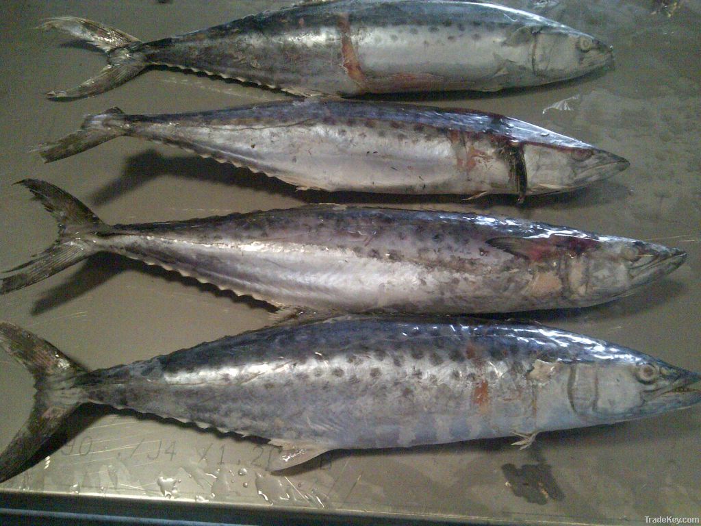 Spanish Mackerel