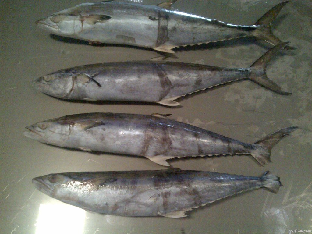 Spanish Mackerel