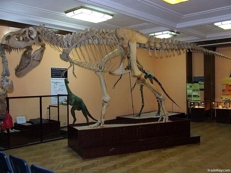 Exhibition Indoor Playground Life Size Dinosaur Skeleton Of Tarbosauru
