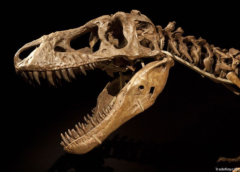Exhibition Indoor Playground Life Size Dinosaur Skeleton Of Tarbosauru