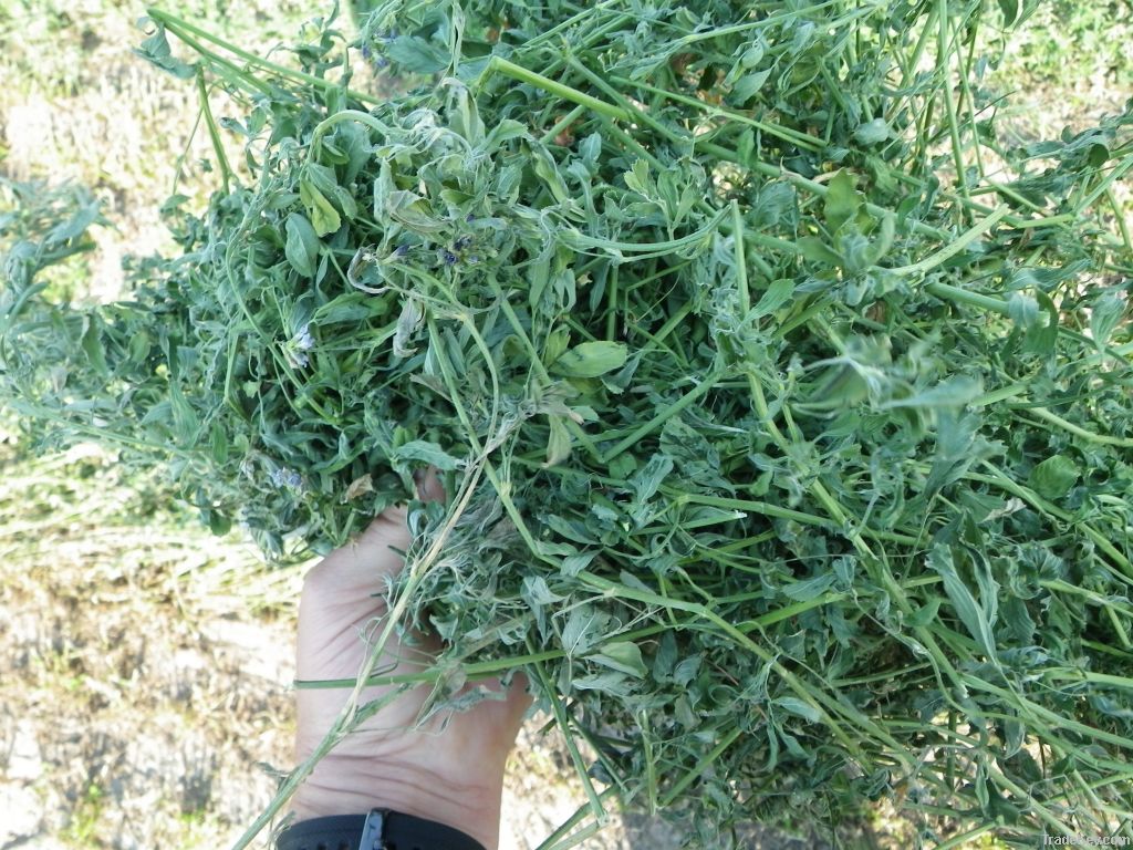 Baled Alfalfa