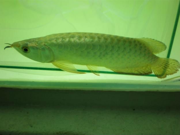 arowana fish