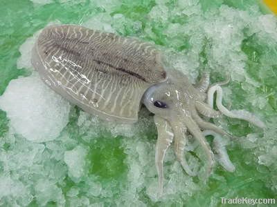 Cuttlefish (W/R)