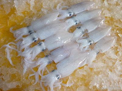 Loligo Squid  (W.R)