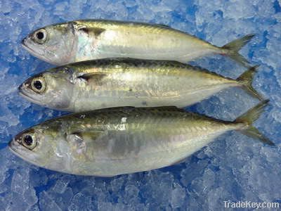 Indian Mackerel