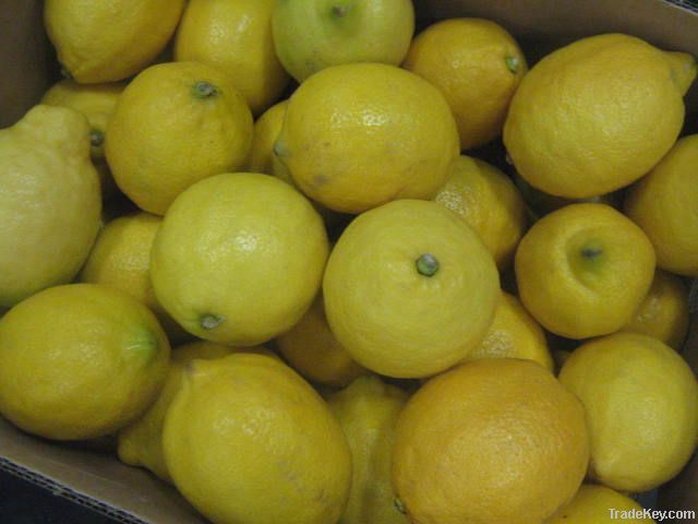 Fresh Eureka Lemon