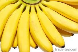 Cavendish banana