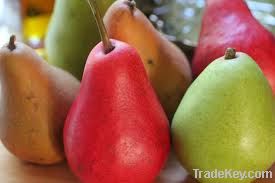 fresh pears for sale