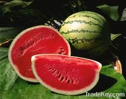 fresh water melon