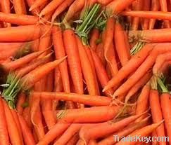 carrots