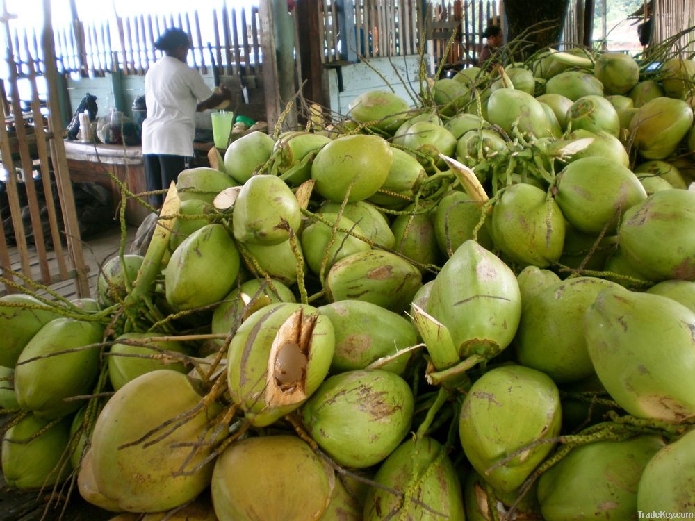 Fresh Young Coconut For Sale