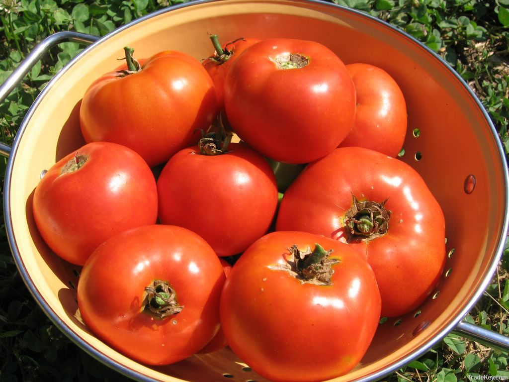 Fresh Tomatoes For Sale