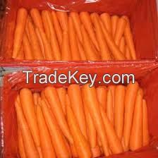 fresh carrots 
