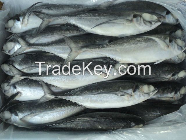 mackerel fish 