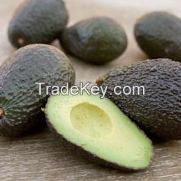 Fresh Avocados 