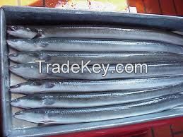 Frozen eel anguilla fish for sale