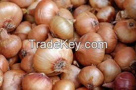  fresh onion wholesale onion for sale onon price 