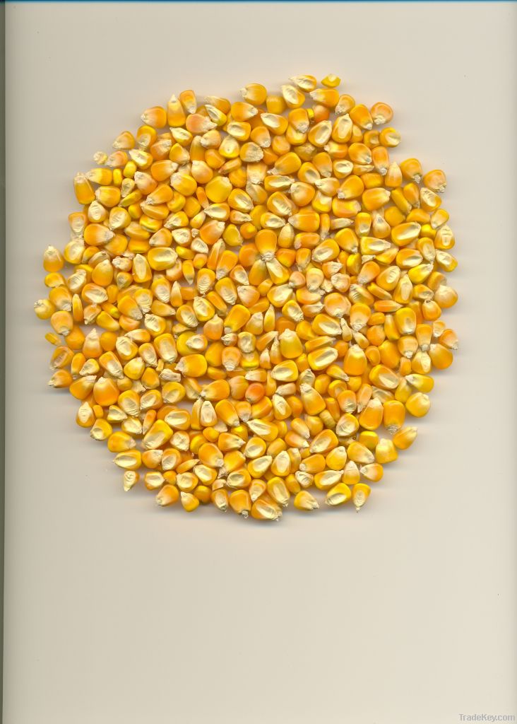 Maize | Maize Exporter | Corn Grain Seller | Maize Buyer | Bulk Maize Grain Importer | Corn bean Buyer | Corn bean Wholesaler | Corn Grain Manufacturer | Best Quality Corn Grain | Cheap Maize Supplier | Low Price Corn | Yellow Corn | White Cron | Baby Ma